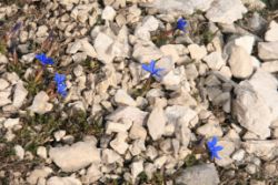 2011-04-24_Regina-F-Rau_Brunnstein-Spitze (124).JPG